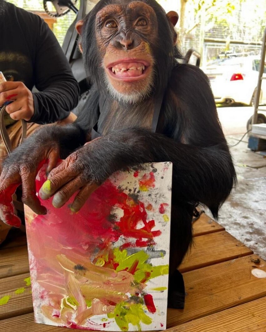 Шимпанзе, которого отвергла мать, становится интернет-сенсацией благодаря своим картинам за $1 000