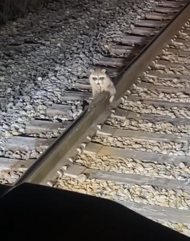 Работник поезда заметил енота, который примёрз к рельсу причинным местом