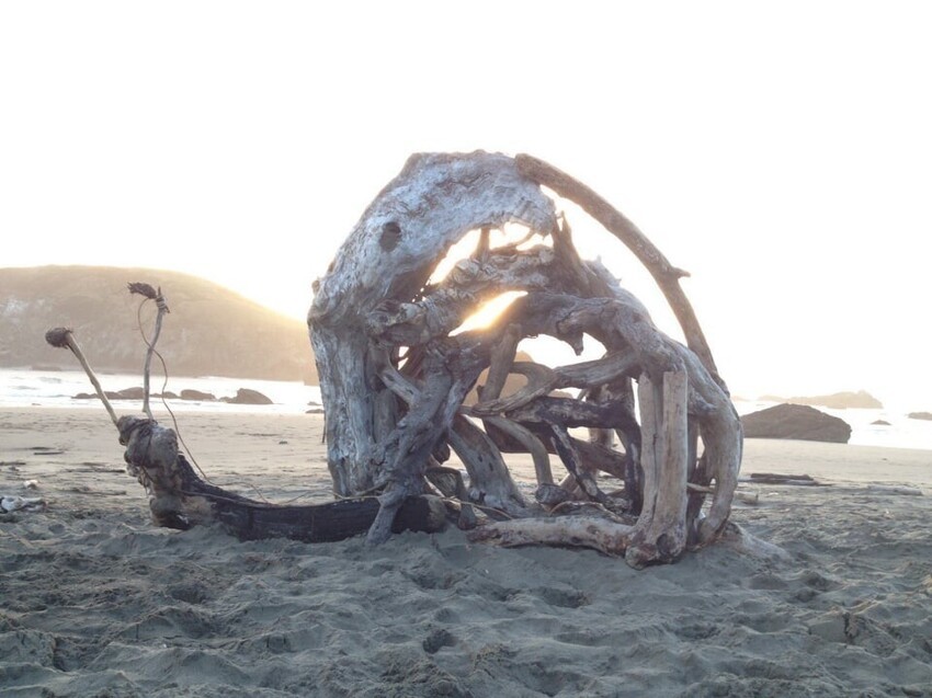 Мы нашли на пляже "скелет доисторической улитки"