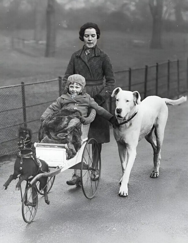  Маленькая девочка в коляске, смоделированной по образцу конной повозки, гуляет по Гайд-парку в Лондоне со своей матерью и немецким догом. 1932 год