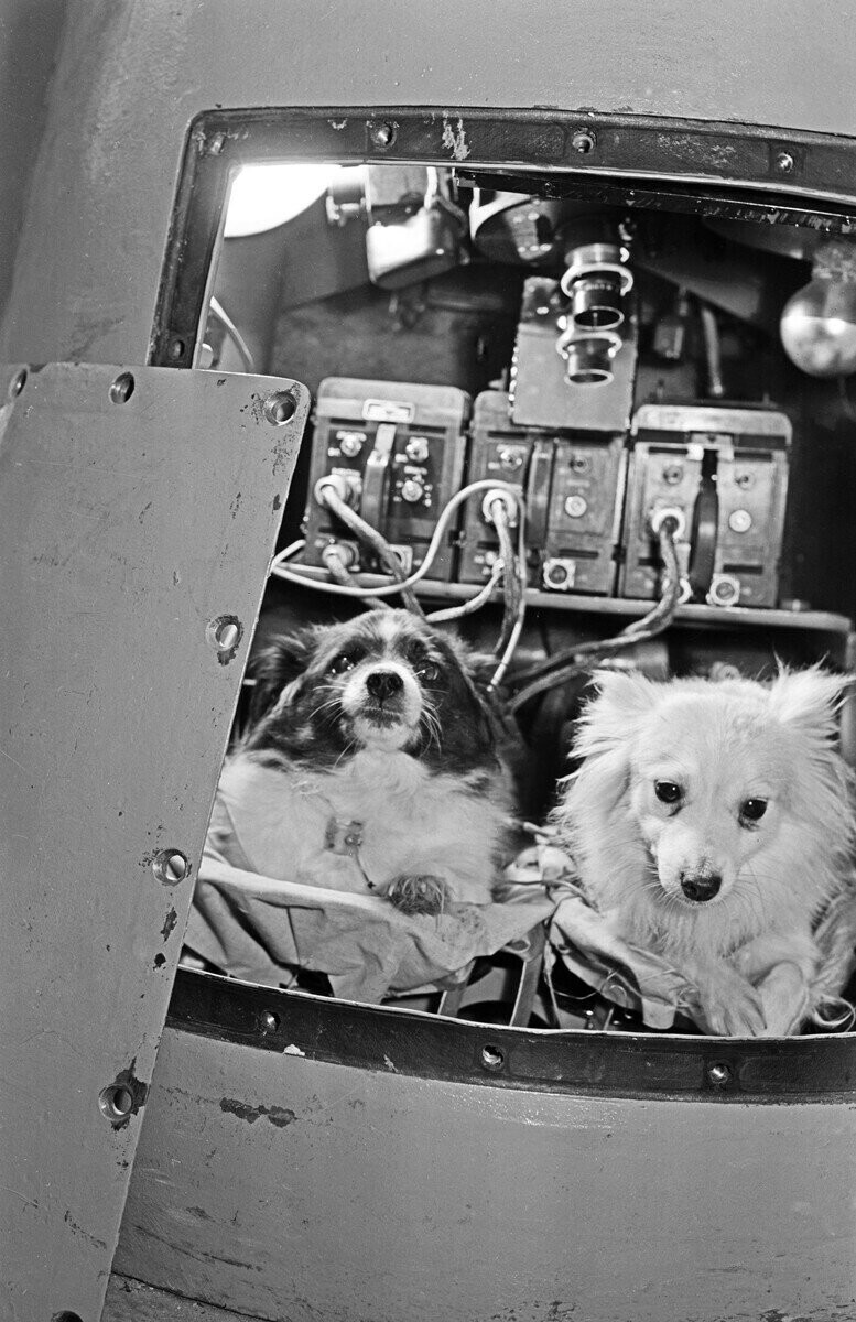 Белка и Стрелка: невероятная история космических собак