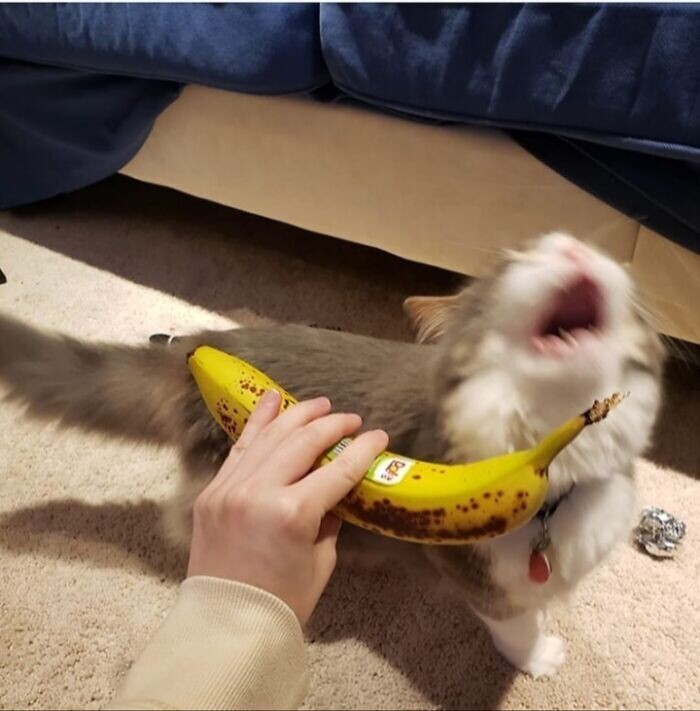 Кот не в восторге от банана