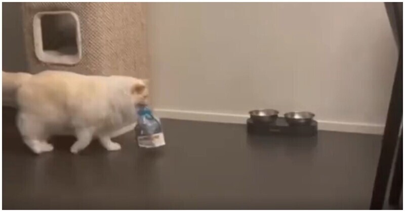 Голодный кот хочет, чтобы его покормили