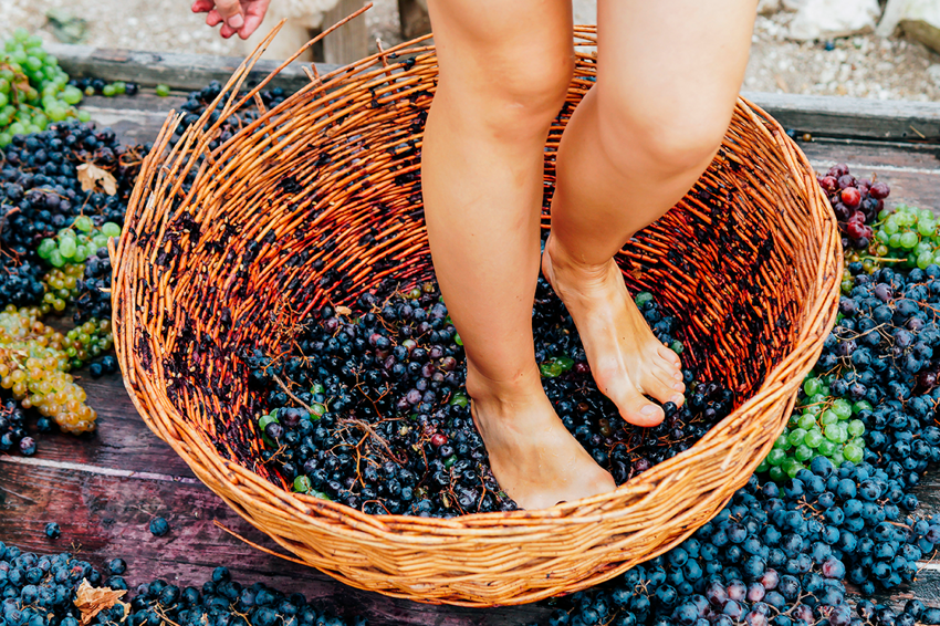 Почему виноград для портвейна до сих пор давят ногами?