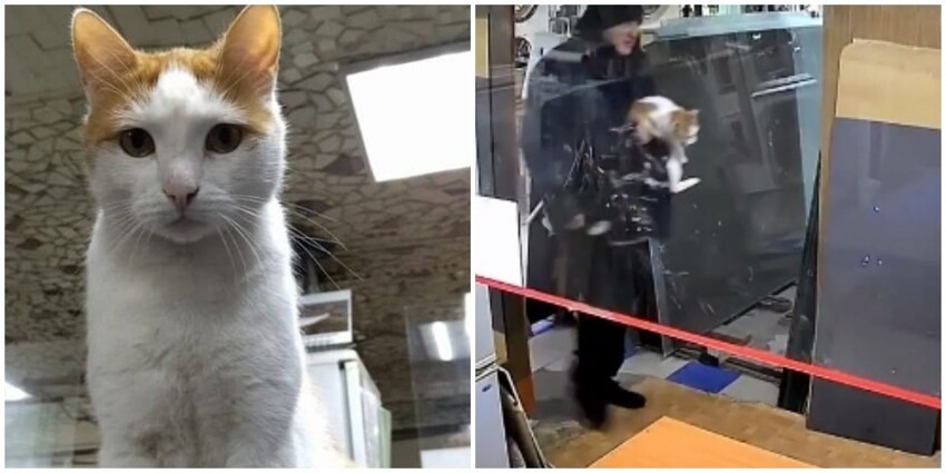 Бесчеловечное ограбление: в Ленинградской области из магазина похитили кота