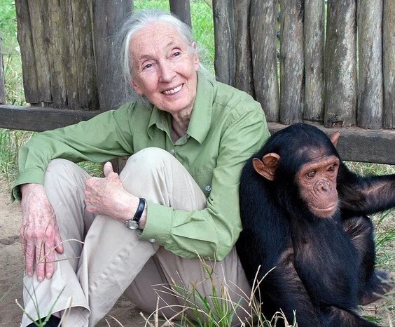 7. "Джейн Гудолл. В детстве мне казалось, что она умерла где-то в 90-х, но оказалось, что нет, она все еще жива и изучает шимпанзе"