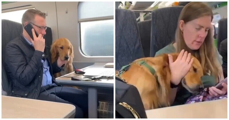Дружелюбный пёс знакомится с пассажирами поезда