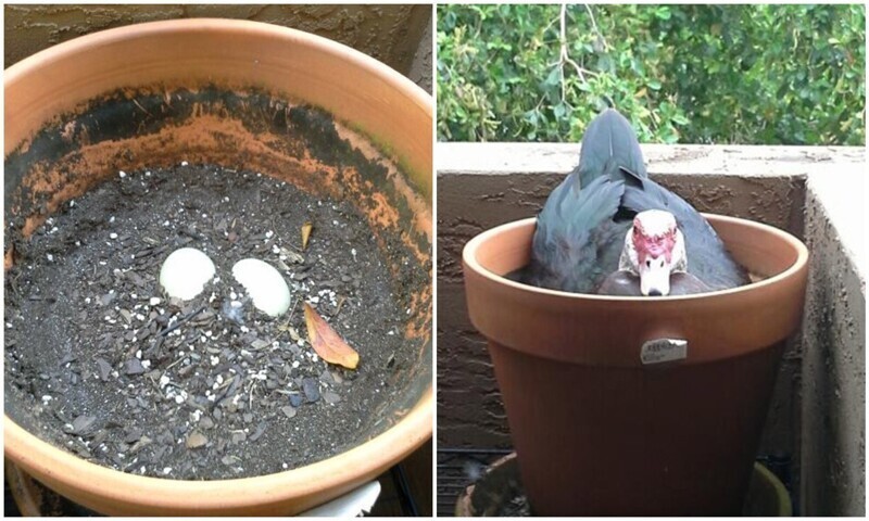 Женщина заметила в своём цветочном горшке несколько яиц