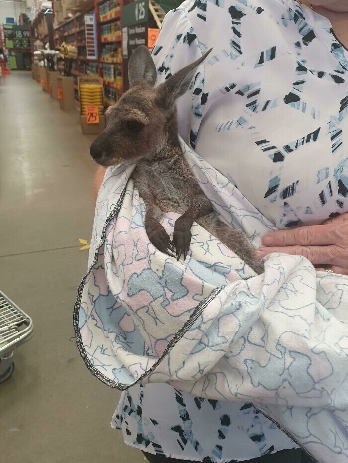 13. "Только в Австралии: ручной кенгуру в очереди в супермаркете"