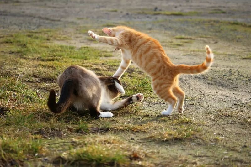 Кошки играют или дерутся?: учёные определили тонкую грань