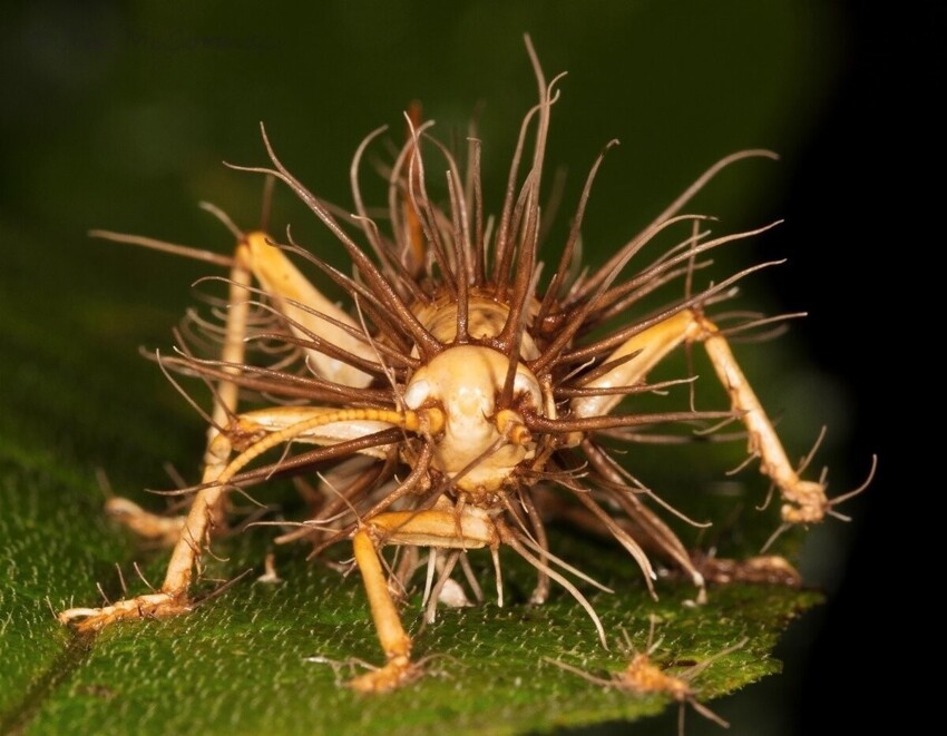 Грибы, которые делают из насекомых зомби. 5 интересных фактов про кордицепс
