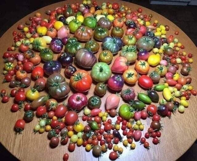На этом столе можно увидеть все сорта помидоров