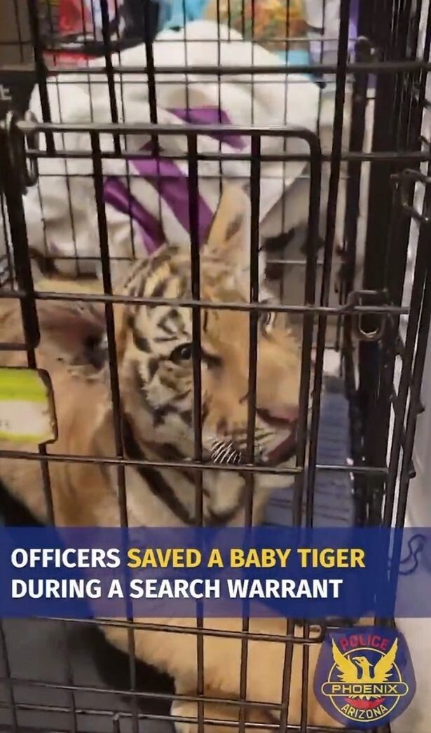 Мужчина попытался продать тигра через интернет, но был арестован