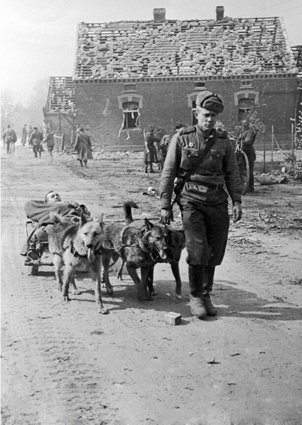 Собаки везут раненого, 1944 год