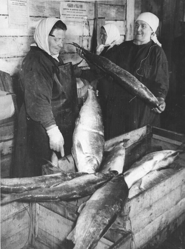 Сортировщицы рыбы на Аксаркском рыбкомбинате, 1960 год