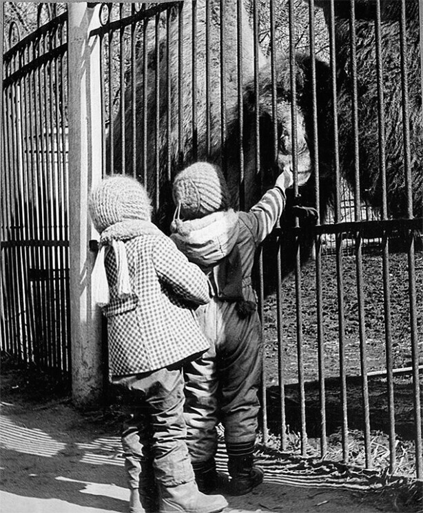 Зоопарк, 1978 год, Москва. Фото В. Златомрежев