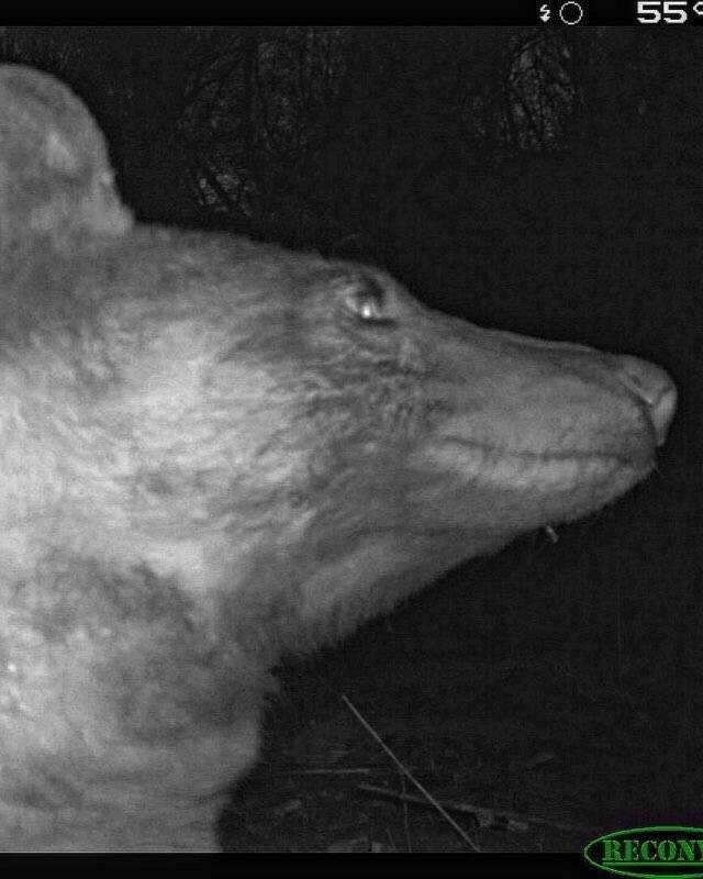Любопытный медведь сделал 400 «селфи» с помощью фотоловушки в лесу