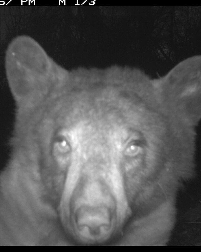 Любопытный медведь сделал 400 «селфи» с помощью фотоловушки в лесу