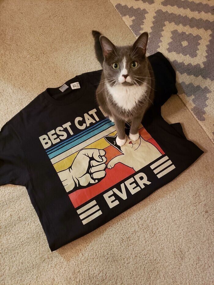 1. "Моя девушка подарила мне футболку с надписью "Лучший кошачий папа в мире". Но кот внес свои коррективы, усевшись прямо на слово "папа" и заявил, что лучший в мире - он"