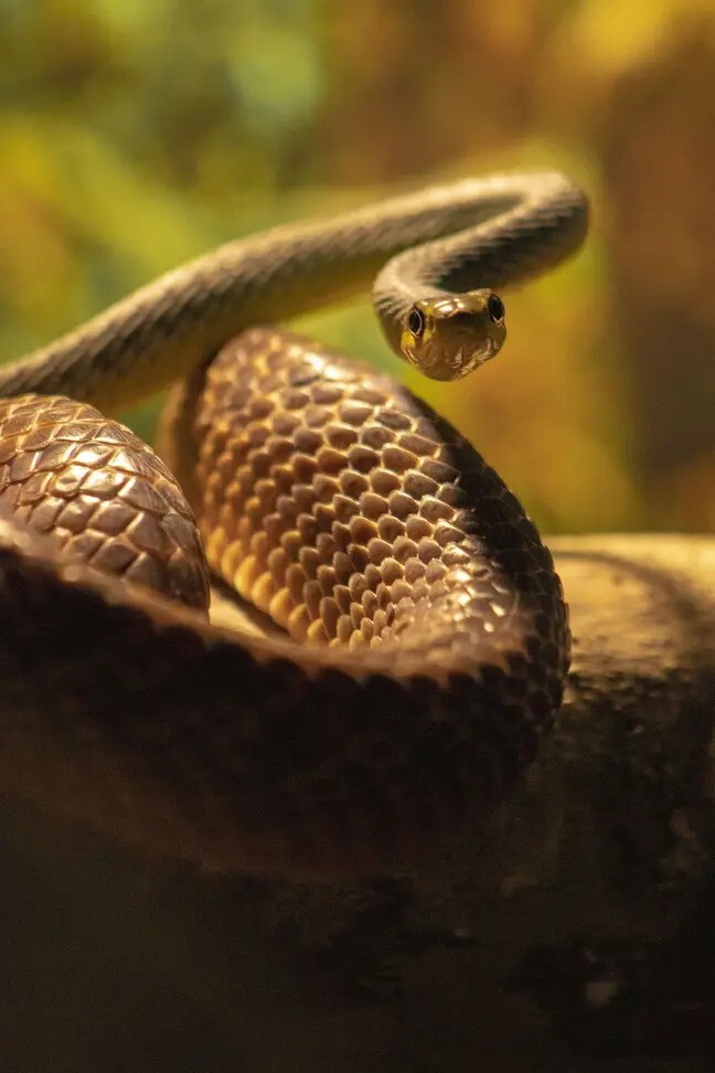 В Австралии засняли змею, которая "летает" с крыши