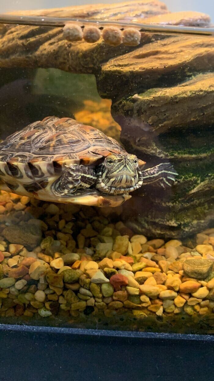 Красноухая пресноводная черепаха