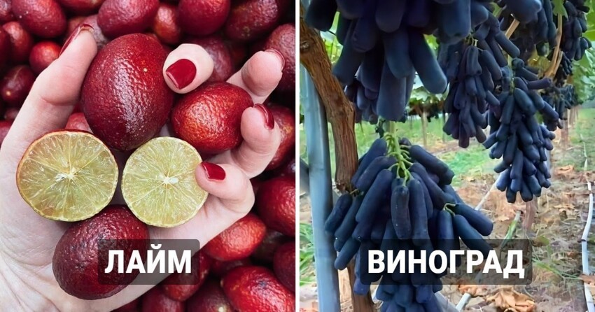 Фотографии овощей и фруктов, которые наверняка вас удивят и заинтересуют