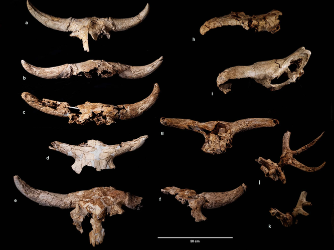 Десятки рогатых черепов обнаружены в неандертальской пещере. Находка озадачила ученых
