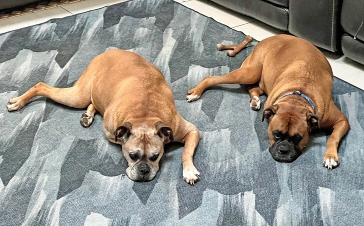 5. "Мои собаки лежат в абсолютно одинаковой позе"