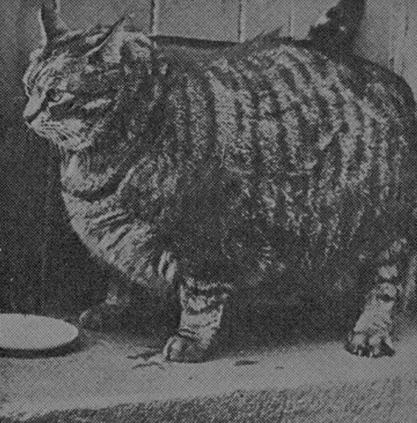 В 1950 году кот Клаус из Сан-Франциско попал в книгу рекордов Гиннеса из-за своего веса в 18 кг