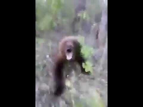 стретив в лесу небольшого медведя, герой этого видео не придумал ничего лучше... 