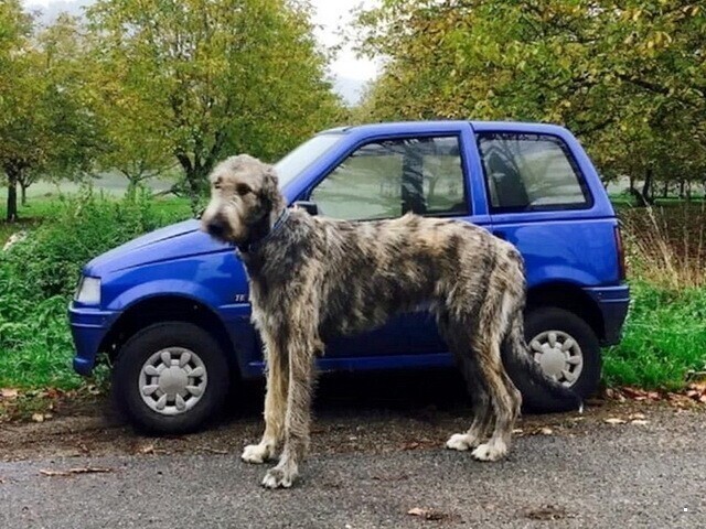 Автовсячина