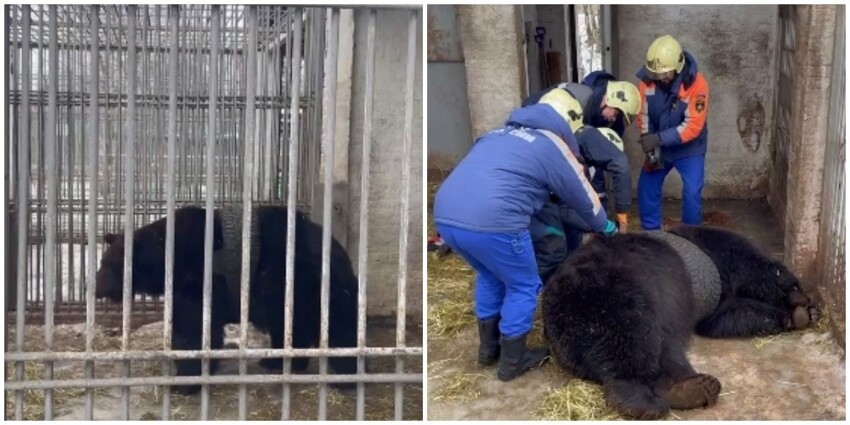 В конном парке Москвы спасли медведя, который по своей глупости застрял в покрышке