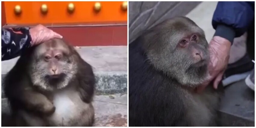 Брошенная цирковая обезьянка с одной лапкой нашла приют у буддистских монахов