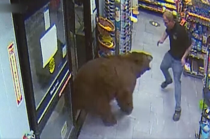 Медведь просто заглянул в магазин