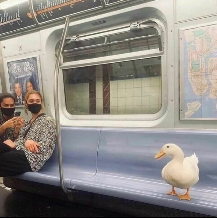 Необычный пассажир метро