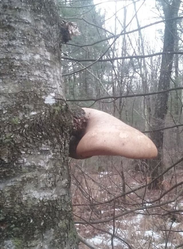 16 таинственных штук, обнаруженных во время невинных прогулок по лесу