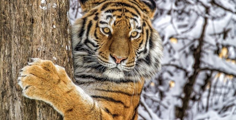В России численность амурских тигров выросла за последние годы на 150 рыжих мордочек