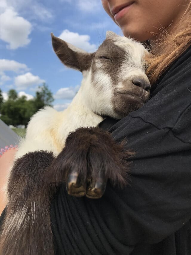 Счастливый козленок уснул на руках у дочки