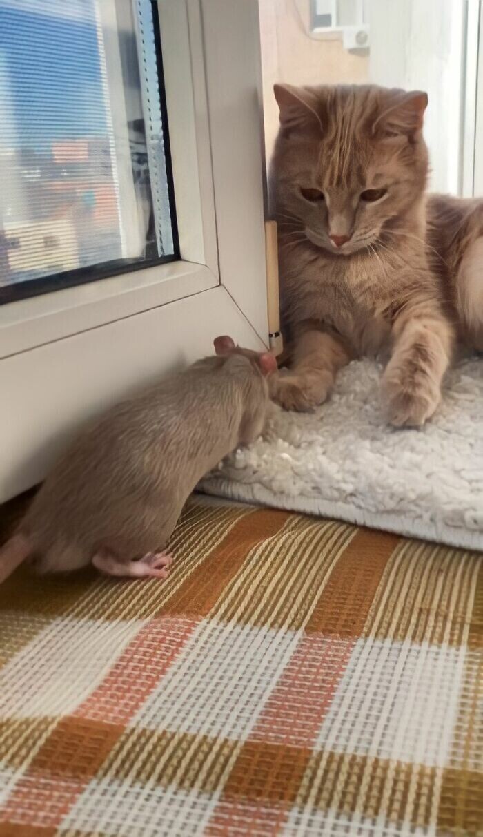 И такое возможно: крыса и кошка стали неразлучными друзьями