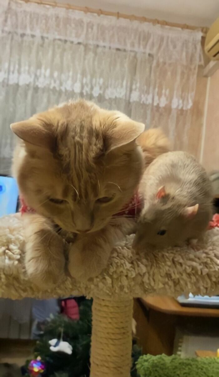 И такое возможно: крыса и кошка стали неразлучными друзьями