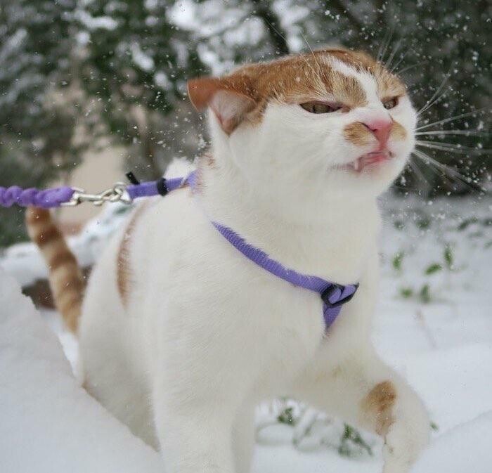 Кошачья любовь к снегу