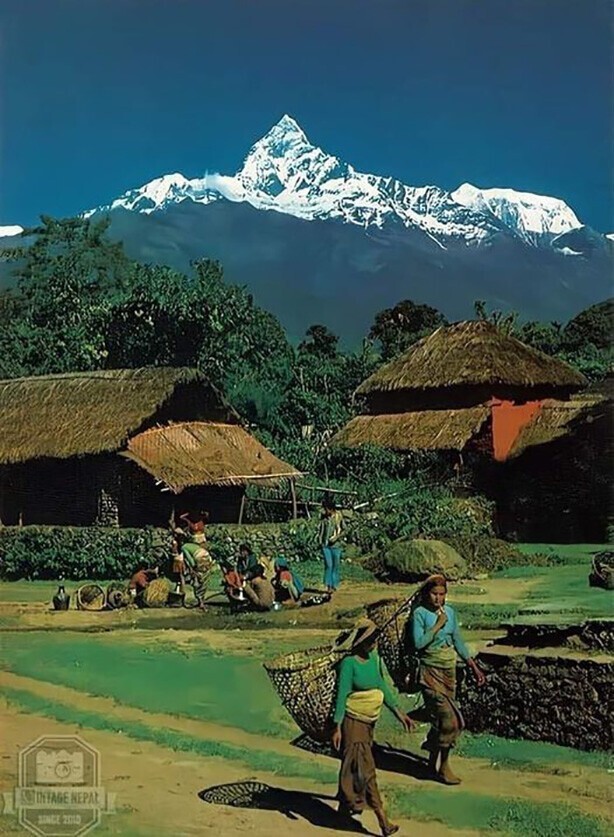 Деревенская сцена в Покхаре на фоне горы Мачхапухре. Открытка 1970-х годов от Hotel Crystal | Фото Шридхара Л. Манандхар
