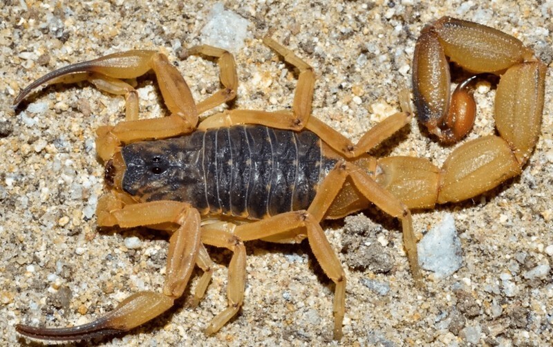 Самые ядовитые скорпионы в мире