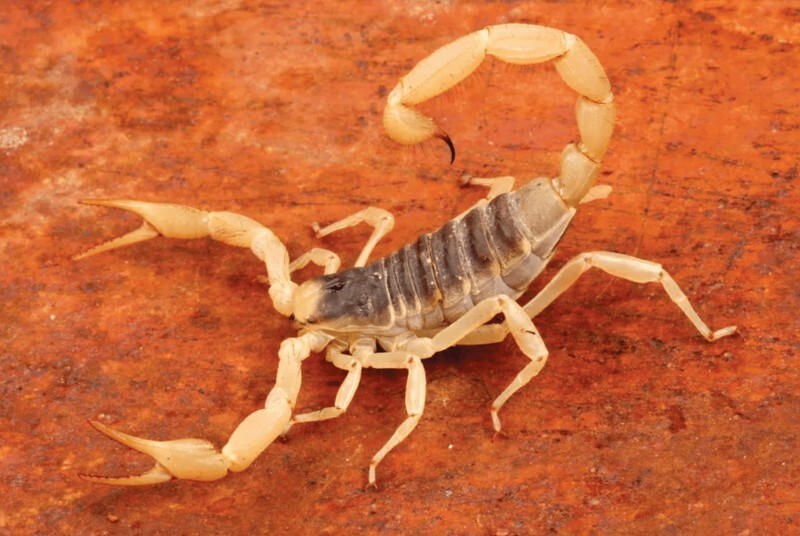 Самые ядовитые скорпионы в мире