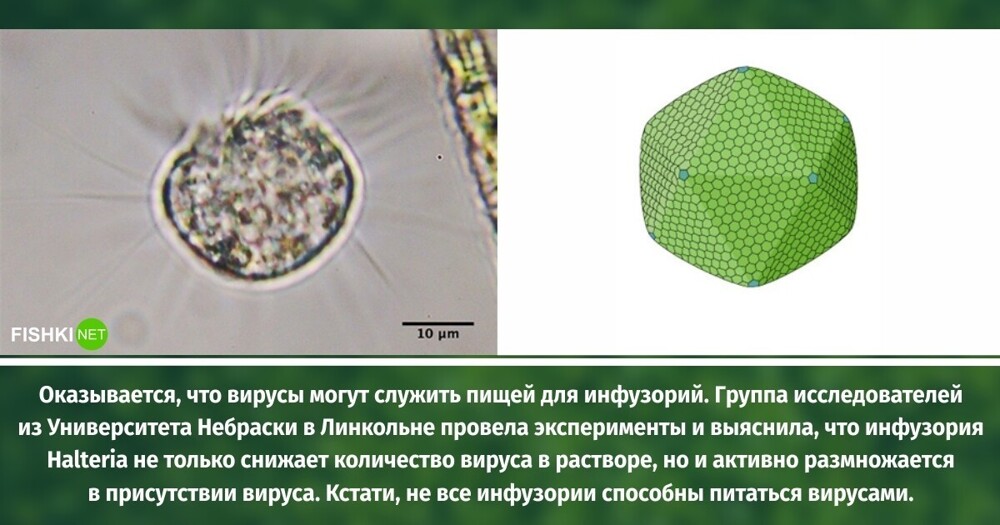 Занимательные факты о животных, о которых забыли рассказать в школе