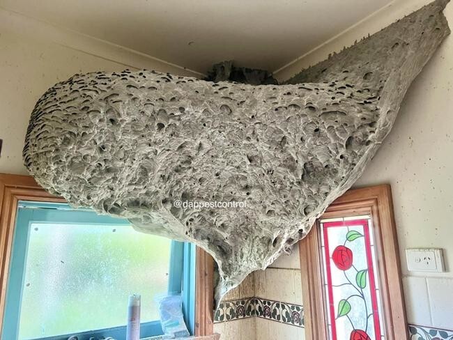 В заброшенном доме обнаружилось ужасающее осиное гнездо