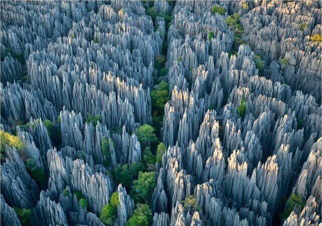 Тропический известняковый лабиринтный лес в национальном парке Цинги-де-Бемараха, Мадагаскар