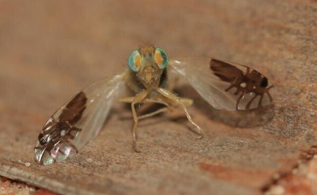 У мухи “Goniurellia tridens” на крыльях изображены муравьи, чтобы сбить с толку хищников