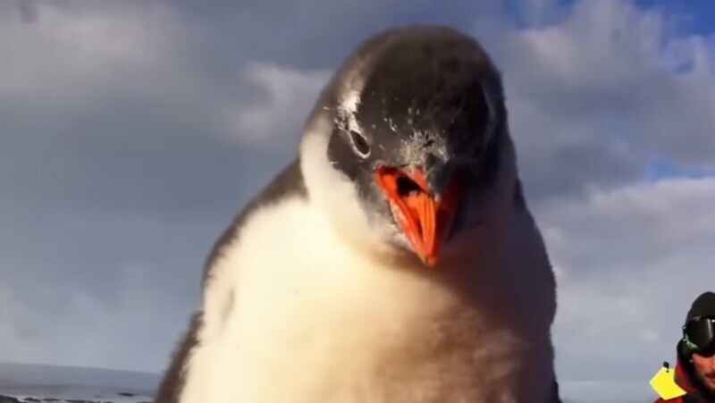 Реакция пингвиненка, который впервые встретил человека
