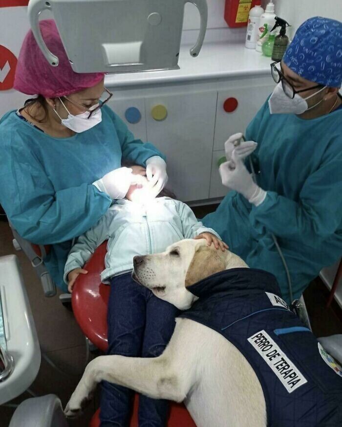 19. Это собака-помощник, которая успокаивает детей в кабинете стоматолога